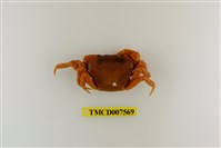 藏品(蔡氏澤蟹)的圖片